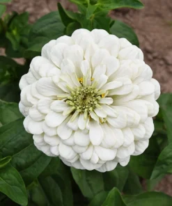 250 White Polar Bear Zinnia Elegans Flower Seeds – Annual Flower Seeds - Image 7