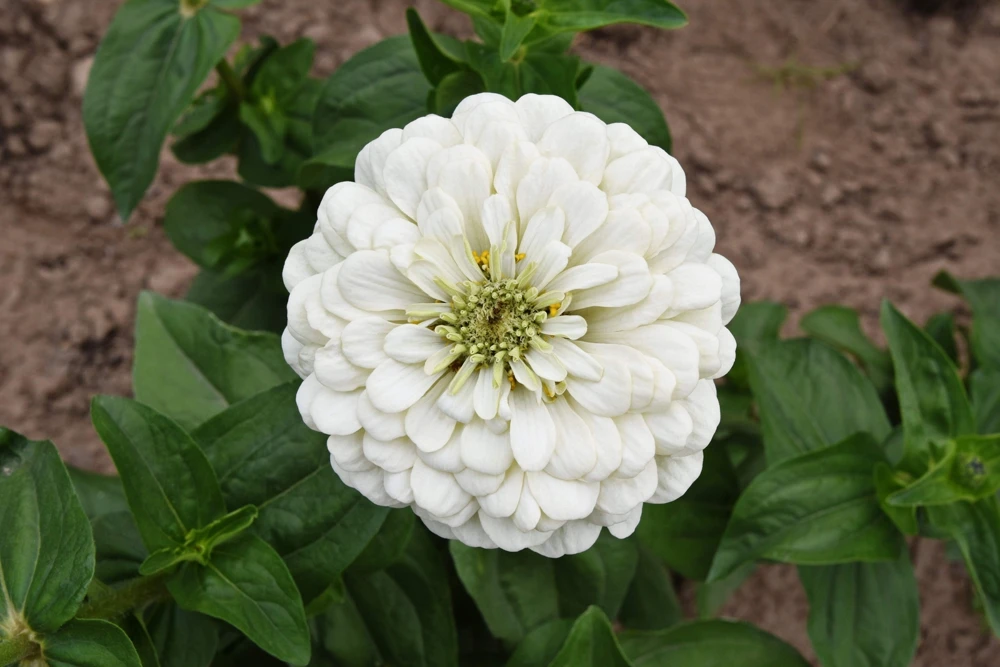 250 White Polar Bear Zinnia Elegans Flower Seeds – Annual Flower Seeds - Image 7