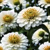 250 White Polar Bear Zinnia Elegans Flower Seeds – Annual Flower Seeds - Image 1