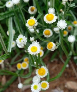 250 White Winged Everlasting Ammobium Alatum Flower Seeds - Annual - Image 10