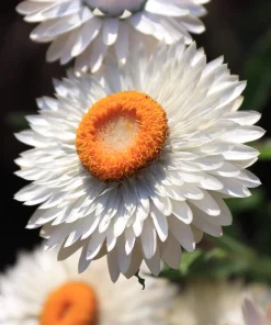 250 White Winged Everlasting Ammobium Alatum Flower Seeds - Annual - Image 11