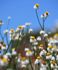 250 White Winged Everlasting Ammobium Alatum Flower Seeds - Annual - Image 2