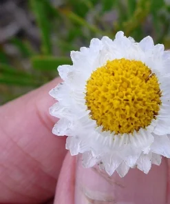 250 White Winged Everlasting Ammobium Alatum Flower Seeds - Annual - Image 3