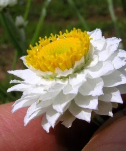 250 White Winged Everlasting Ammobium Alatum Flower Seeds - Annual - Image 4