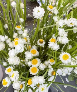 250 White Winged Everlasting Ammobium Alatum Flower Seeds - Annual - Image 5