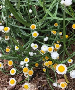 250 White Winged Everlasting Ammobium Alatum Flower Seeds - Annual - Image 6