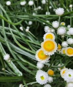 250 White Winged Everlasting Ammobium Alatum Flower Seeds - Annual - Image 7