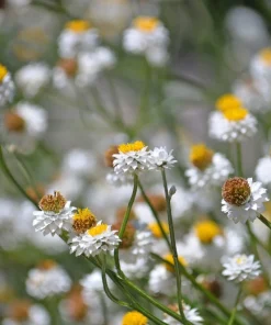250 White Winged Everlasting Ammobium Alatum Flower Seeds - Annual - Image 8