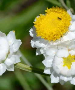 250 White Winged Everlasting Ammobium Alatum Flower Seeds - Annual - Image 9