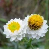 250 White Winged Everlasting Ammobium Alatum Flower Seeds - Annual - Image 1
