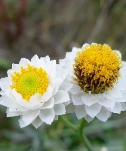 250 White Winged Everlasting Ammobium Alatum Flower Seeds - Annual - Image 1