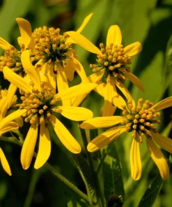 250 Wingstem Yellow Ironweed Seeds - Verbesina Alternifolia Flower Seeds - Image 10