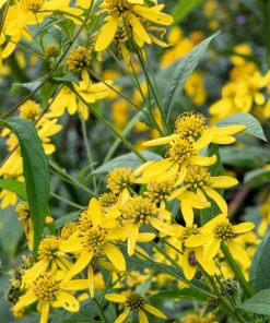 250 Wingstem Yellow Ironweed Seeds - Verbesina Alternifolia Flower Seeds - Image 2