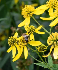 250 Wingstem Yellow Ironweed Seeds - Verbesina Alternifolia Flower Seeds - Image 3