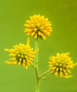 250 Wingstem Yellow Ironweed Seeds - Verbesina Alternifolia Flower Seeds - Image 4