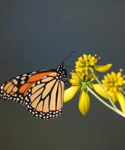 250 Wingstem Yellow Ironweed Seeds - Verbesina Alternifolia Flower Seeds - Image 5