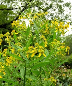 250 Wingstem Yellow Ironweed Seeds - Verbesina Alternifolia Flower Seeds - Image 6
