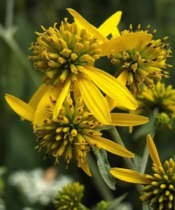 250 Wingstem Yellow Ironweed Seeds - Verbesina Alternifolia Flower Seeds - Image 7