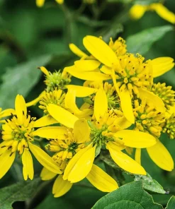 250 Wingstem Yellow Ironweed Seeds - Verbesina Alternifolia Flower Seeds - Image 8