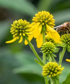 250 Wingstem Yellow Ironweed Seeds - Verbesina Alternifolia Flower Seeds - Image 9