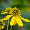 250 Wingstem Yellow Ironweed Seeds - Verbesina Alternifolia Flower Seeds - Image 1