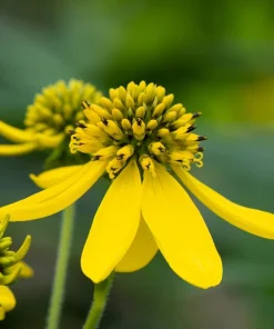 250 Wingstem Yellow Ironweed Seeds - Verbesina Alternifolia Flower Seeds - Image 1