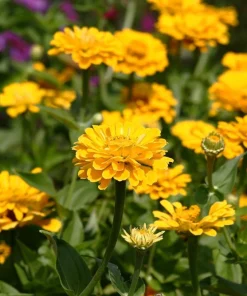250 Yellow Canary Bird Zinnia Elegans Flower Seeds - Outdoor Annual - Image 2