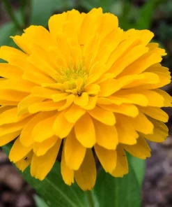 250 Yellow Canary Bird Zinnia Elegans Flower Seeds - Outdoor Annual - Image 3