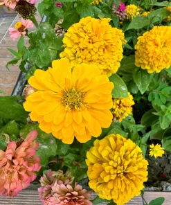 250 Yellow Canary Bird Zinnia Elegans Flower Seeds - Outdoor Annual - Image 4