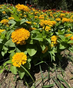 250 Yellow Canary Bird Zinnia Elegans Flower Seeds - Outdoor Annual - Image 5
