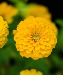 250 Yellow Canary Bird Zinnia Elegans Flower Seeds - Outdoor Annual - Image 6