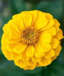 250 Yellow Canary Bird Zinnia Elegans Flower Seeds - Outdoor Annual - Image 7