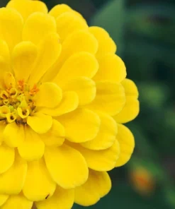 250 Yellow Canary Bird Zinnia Elegans Flower Seeds - Outdoor Annual - Image 8