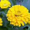 250 Yellow Canary Bird Zinnia Elegans Flower Seeds - Outdoor Annual - Image 1