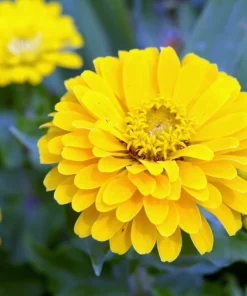 250 Yellow Canary Bird Zinnia Elegans Flower Seeds - Outdoor Annual - Image 1