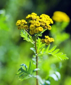 250 Yellow Golden Ageratum Flower Seeds – Lonas Inodora – Annual - Image 2