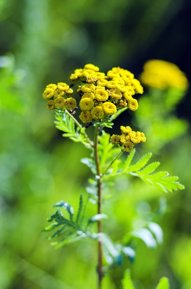 250 Yellow Golden Ageratum Flower Seeds – Lonas Inodora – Annual - Image 2