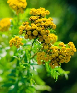250 Yellow Golden Ageratum Flower Seeds – Lonas Inodora – Annual - Image 3