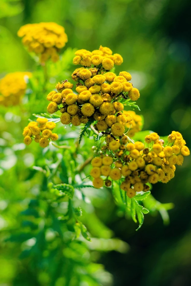 250 Yellow Golden Ageratum Flower Seeds – Lonas Inodora – Annual - Image 3