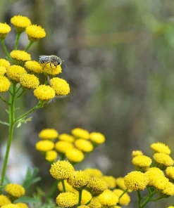 250 Yellow Golden Ageratum Flower Seeds – Lonas Inodora – Annual - Image 4