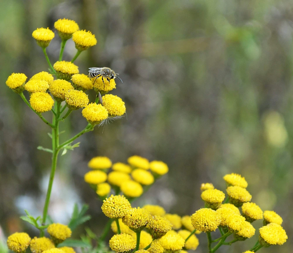 250 Yellow Golden Ageratum Flower Seeds – Lonas Inodora – Annual - Image 4