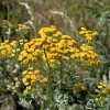 250 Yellow Golden Ageratum Flower Seeds – Lonas Inodora – Annual - Image 1