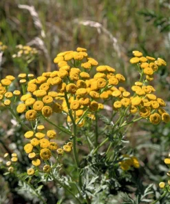 250 Yellow Golden Ageratum Flower Seeds – Lonas Inodora – Annual - Image 1