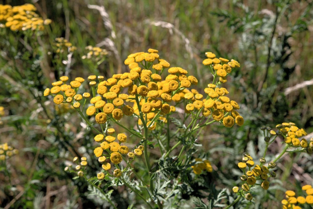250 Yellow Golden Ageratum Flower Seeds – Lonas Inodora – Annual - Image 1