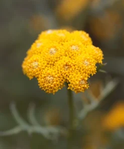 250 Yellow Golden Ageratum Flower Seeds – Lonas Inodora – Annual - Image 5
