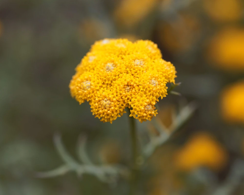 250 Yellow Golden Ageratum Flower Seeds – Lonas Inodora – Annual - Image 5