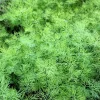 2500 Bouquet Dill Seeds – Anethum Graveolens Herb Flower – Culinary & Ornamental - Image 1