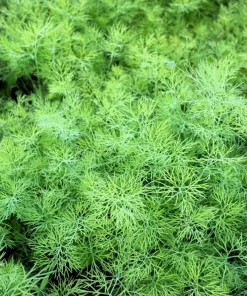 2500 Bouquet Dill Seeds – Anethum Graveolens Herb Flower – Culinary & Ornamental - Image 1
