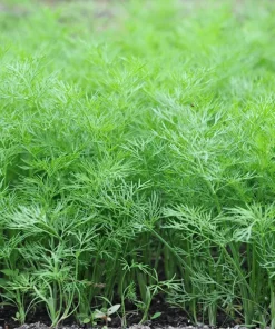 2500 Bouquet Dill Seeds – Anethum Graveolens Herb Flower – Culinary & Ornamental - Image 10