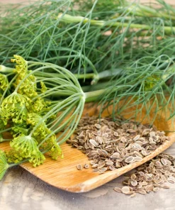 2500 Bouquet Dill Seeds – Anethum Graveolens Herb Flower – Culinary & Ornamental - Image 2